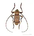 Oreodera paulista Muséum de Toulouse
