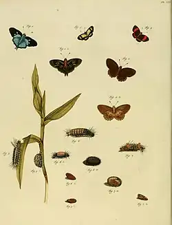 planche anatomique d'insectes