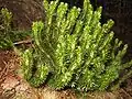 Huperzia selago (Lycopodiaceae)