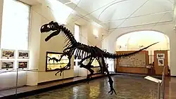 Allosauro del museo