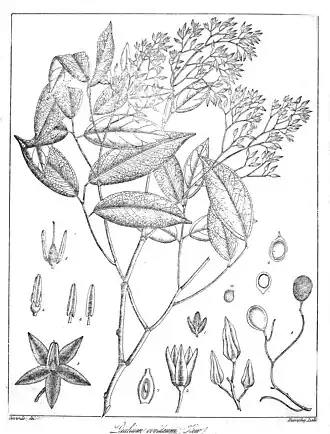 Description de l'image Dialium ovoideum Govindoo.jpg.