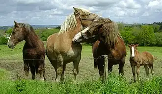 Postiers bretons dans une pâture à Daoulas