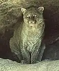 Jaguarondi (Herpailurus yaguarondi)