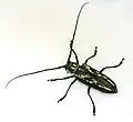 Batocera lineolata Chevrolat, 1852