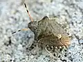 Holcostethus strictus