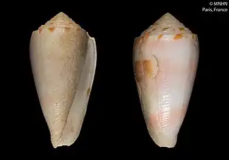 Description de l'image Conus boutetorum (MNHN-IM-2000-25868).jpeg.