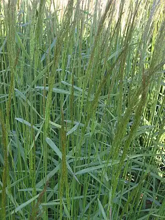 Description de l'image Hoog struisgras pluimen (Agrostis gigantea inflorescens).jpg.