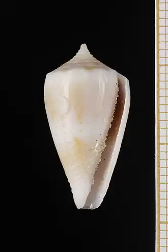 Description de l'image Nitidoconus fraserorum (MNHN-IM-2000-35215) 001.jpeg.