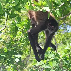 Singe-araignée de Geoffroy.