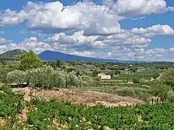 Beaumes-de-Venise dans le Vaucluse (France)