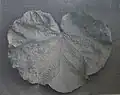 Coccolobe à feuilles poilues
