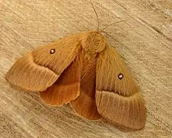 Lasiocampa (Lasiocampa) quercus
