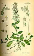 Otto Wilhelm Thomé, Flora von Deutschland, (1885)