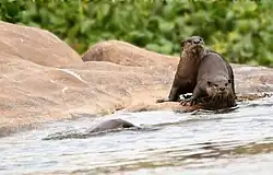 Loutre à pelage lisse, rive de la rivière Tungabhadra, Hampi, Karnataka, Inde