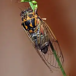Cicadatra hyalina.