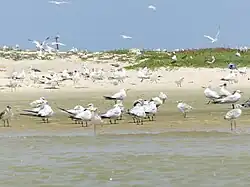Quelques espèces d'oiseaux présentes dans le parc