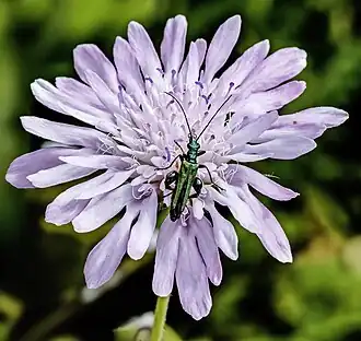 Oedemera nobilis male