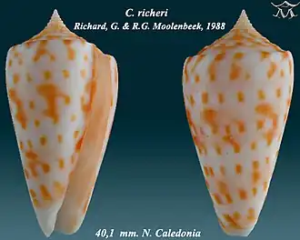 Description de l'image Conus richeri1.jpg.