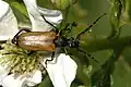 Paracorymbia maculicornis (De Geer, 1775)