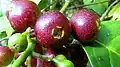 fruits de Siparuna guianensis