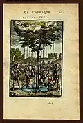 Arbre sur l'île de Fer (El Hierro) (1683)