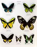 Université de Rennes 1, collection Charles Oberthür, Papilionidae, région australasienne