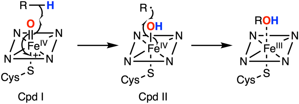 Mécanisme du cytochrome P450 pour l'oxydation de groupes aliphatiques[14].