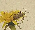 Rhagium (Megarhagium) mordax De Geer, 1775