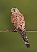 Faucon crécerelle