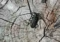 Monochamus sartor (Fabricius, 1787) mâle