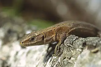 Un lézard vivipare