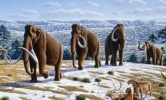 Mammouth laineux (Mammuthus primigenius).