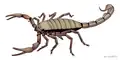Pulmonoscorpius atteignait 70&nbsp;cm.