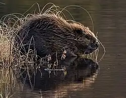 Castor européen