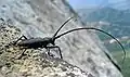 Monochamus scutellatus (Say, 1824)