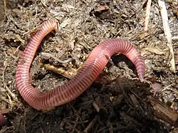 Le ver du fumier est une espèce épigée corticole (son habitat naturel étant sous les écorces) mais aussi thermophile dans la mesure où elle s'installe dans les tas de fumier.