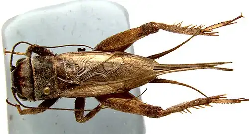 Acheta hispanicus