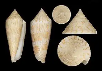 Description de l'image Conus aito 001.jpg.