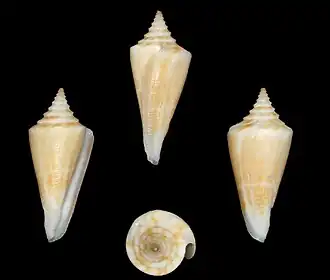 Description de l'image Conus parascalaris 001.jpg.