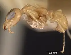 Gesomyrmex chaperi spé. casent0102086 de profil.