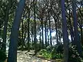 Une allée du parc