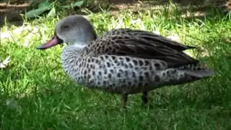 Ménagerie du jardin des plantes à Paris en France.
