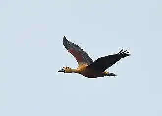 Un Dendrocygne siffleur en vol.