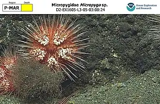 Micropyga sp.