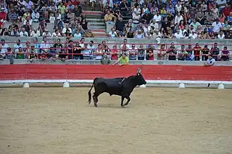 Taureau de la manade Nicollin dans les arènes Paul-Laurent de Beaucaire.