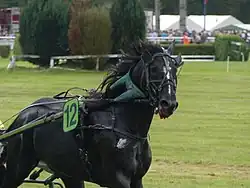 Cheval noir portant des œillères et de nombreuses lanières du cuir.