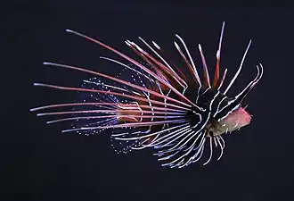 Rascasse volante étoilée (Pterois radiata)