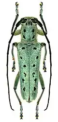 Saperda punctata.