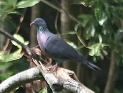 Pigeon de Bolle.