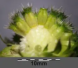 Fruits